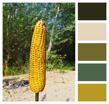 Roasted Corn Nature Stick Image